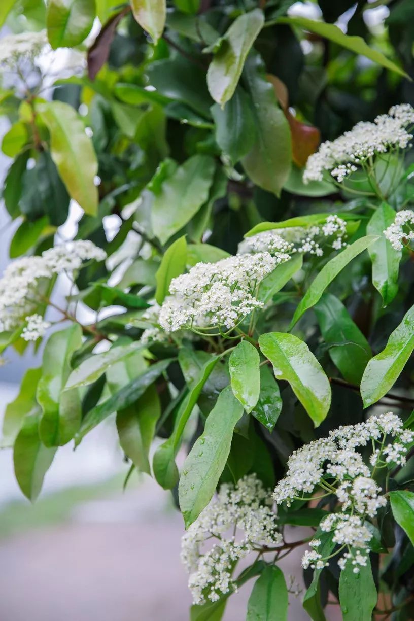 论石楠花的“正经”往事：蜀人称其为“让树”，李白曾赠诗女道士