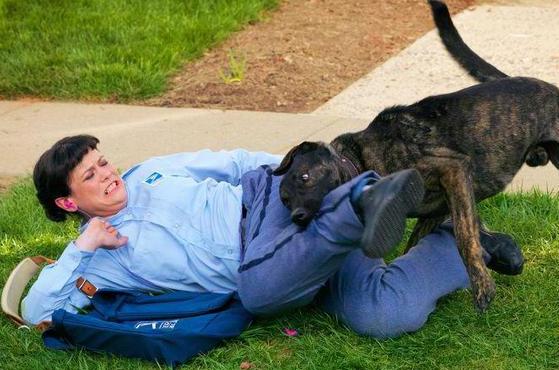 遇到凶猛的大狗如何应付,对付凶猛的狗最好的方法