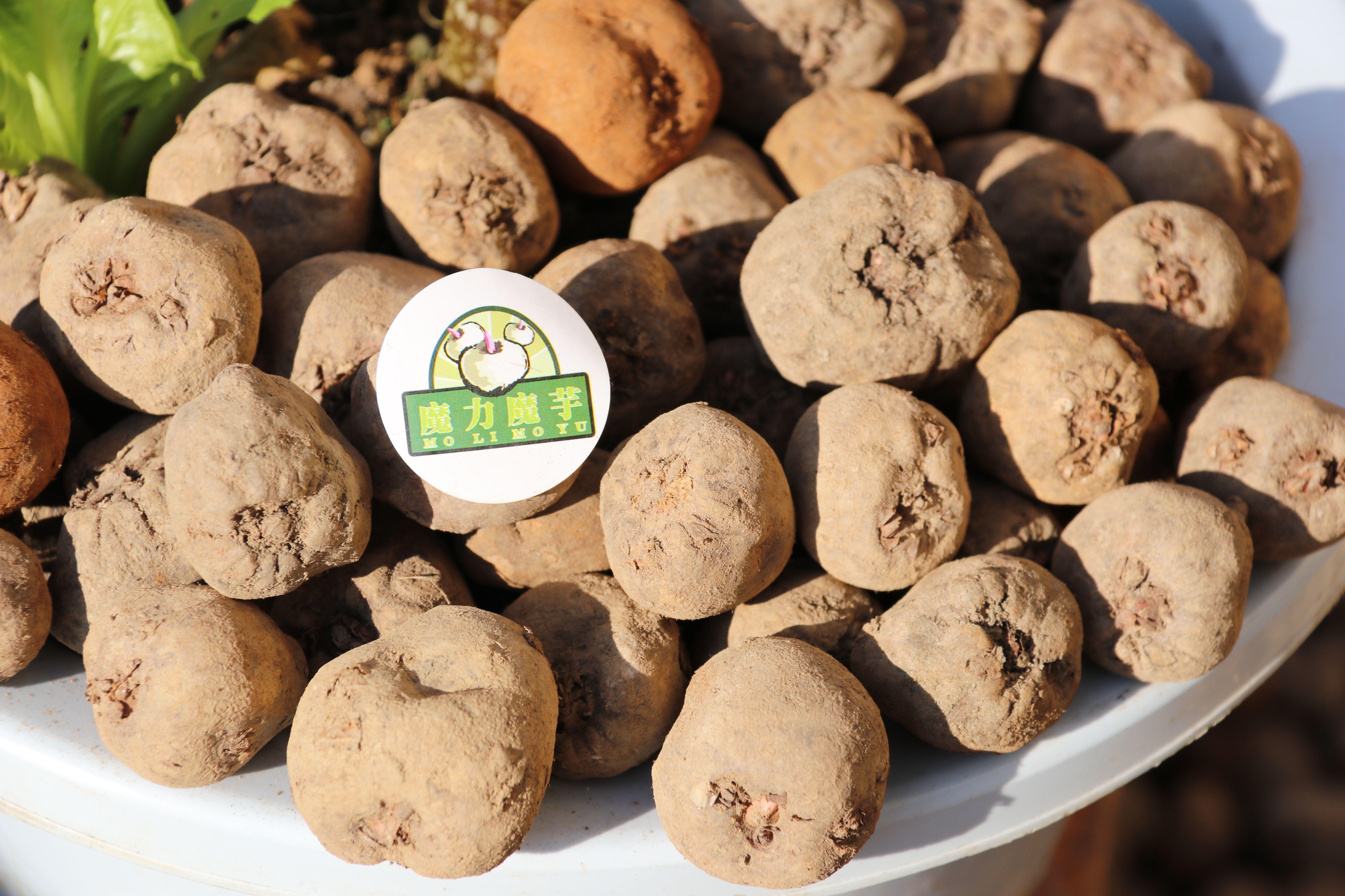 魔芋种植技术每日农经,魔芋种植与收益