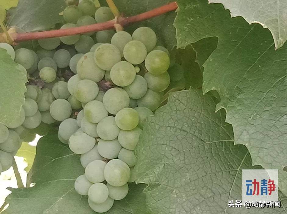 诗不可说,诗不可说什么意思