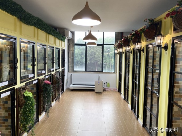 戴LV项圈、吃进口零食、住定制宾馆，网友：活得不如狗