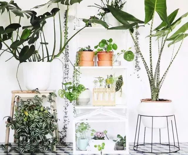 开一家植物美学小店,开一家属于自己的花店