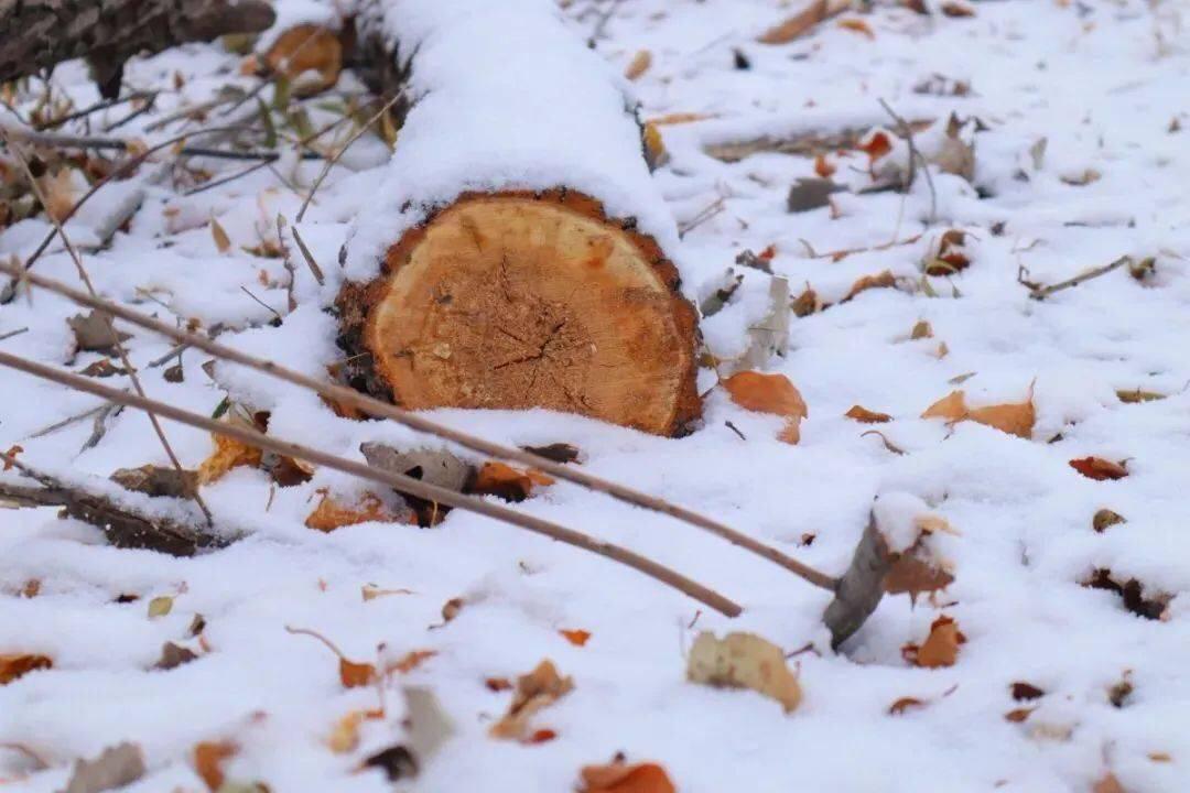 脑洞大开自制冰鞋白毛风里穷追野兔