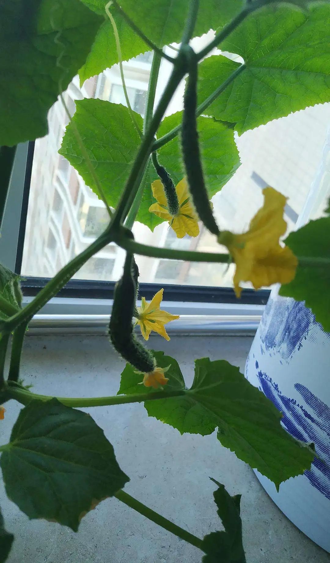 6步在阳台上栽种黄瓜，解开黄瓜生长过程中遇上的栽培难题