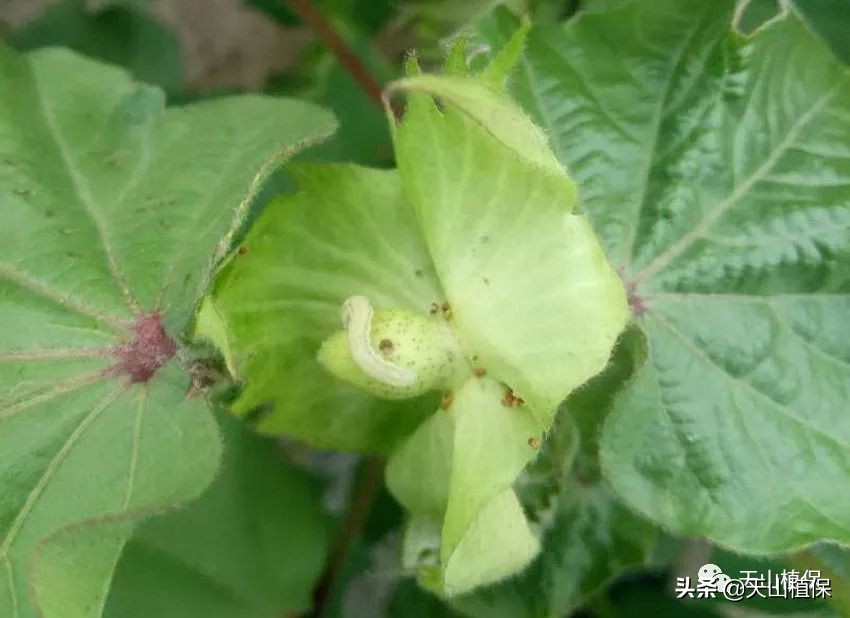 2021农业病虫害,2023年农作物病虫害防治专题会