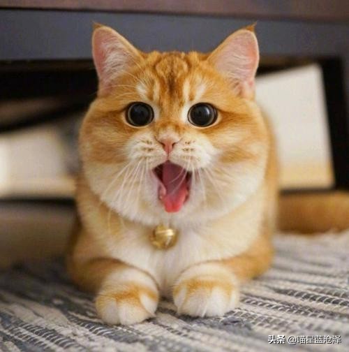 长毛英短蓝猫是什么品种,长毛英短蓝猫