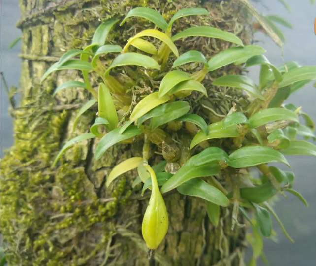 石斛兰冬天叶子发黄是什么原因,石斛兰多棵种在一个盆里会黄叶吗