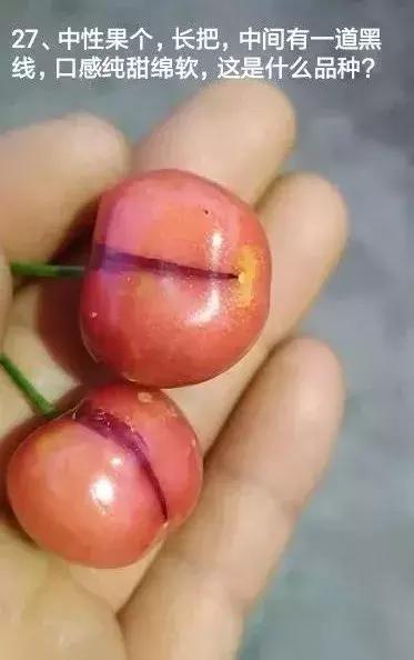 樱桃树干叶发黑是怎么回事,樱桃树有叶子干了怎么办