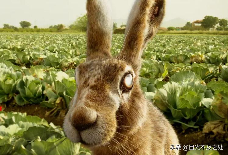 盲人调音师误入凶案现场,调音师假扮盲人目睹凶案现场