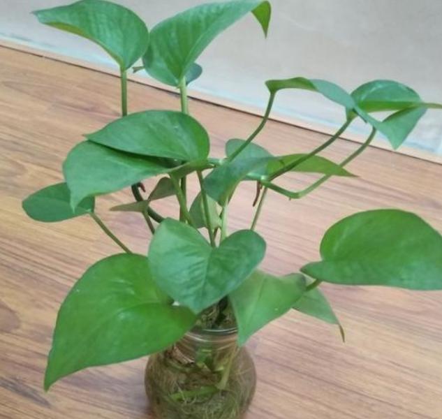 水培绿萝根系发黑是怎么回事,绿萝水培放了硫酸亚铁根系特别大