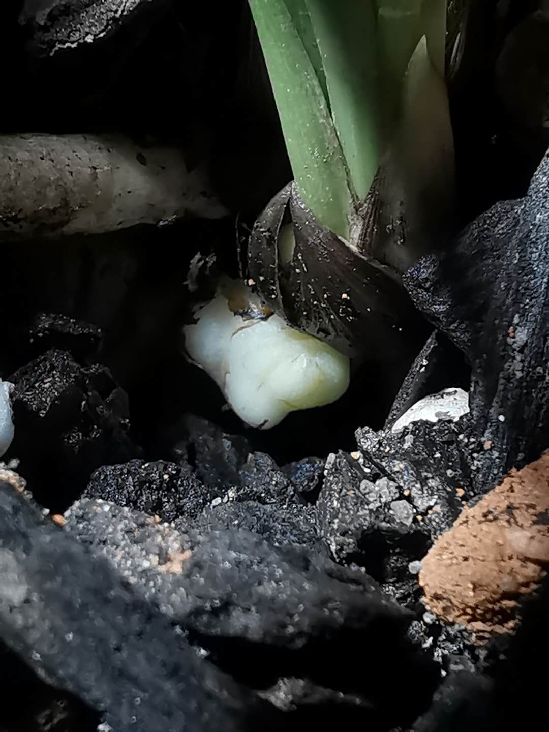 641:如出一辙的源头造假草与骗人手法