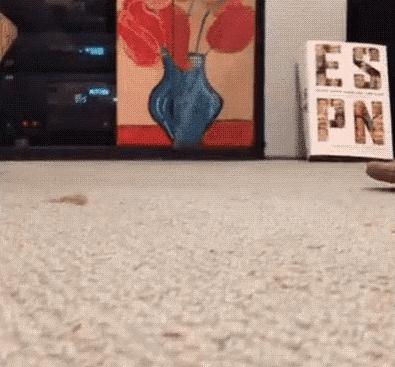 脚气传染猫咪 (猫咪脚气一般什么症状)