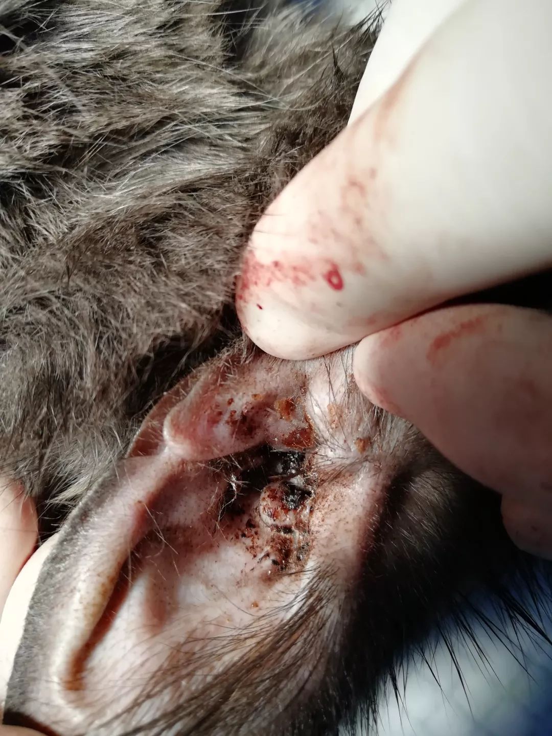 猫病特效药,猫病特效药一览表