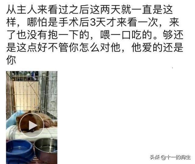 被好心人捡到，伤口复发医生不得不截肢保命，主人却上门索要赔偿