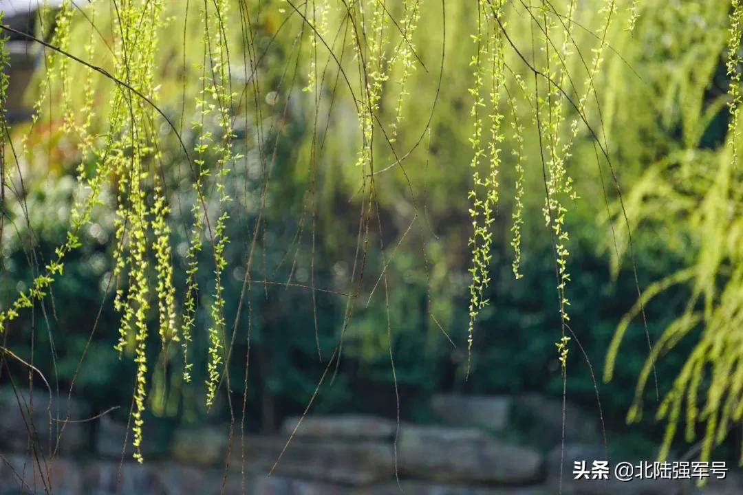 无花无酒过清明全文,无花无酒过清明