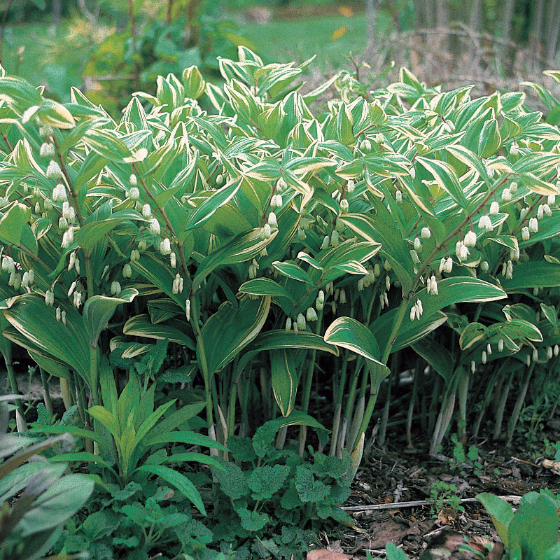 什么花适合送生日花,你的生日代表的花朵及寓意图片