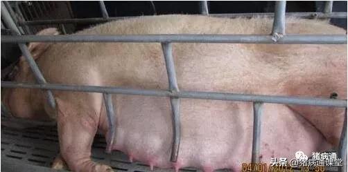 母猪预产期过了四天怎么办,母猪临产前的症状及护理仔猪方法