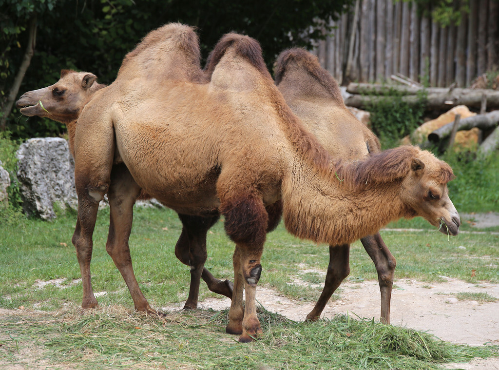 在沙漠上遇到死骆驼要离开吗,在沙漠里死掉的骆驼为什么不能碰