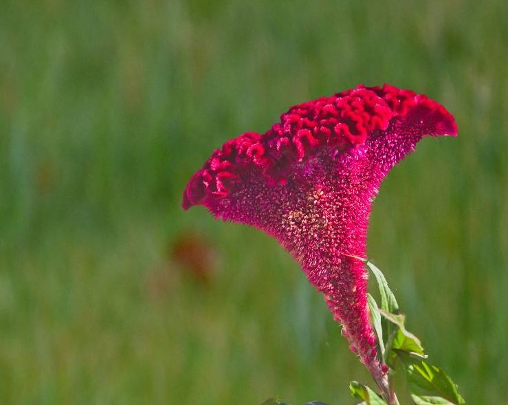 鸡冠花诗词赏析,鸡冠花的诗句及赏析