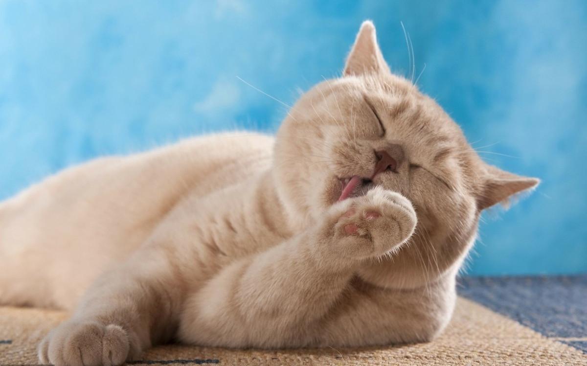 如果你家猫有这七种表现,如果你家猫有以下行为是在养你