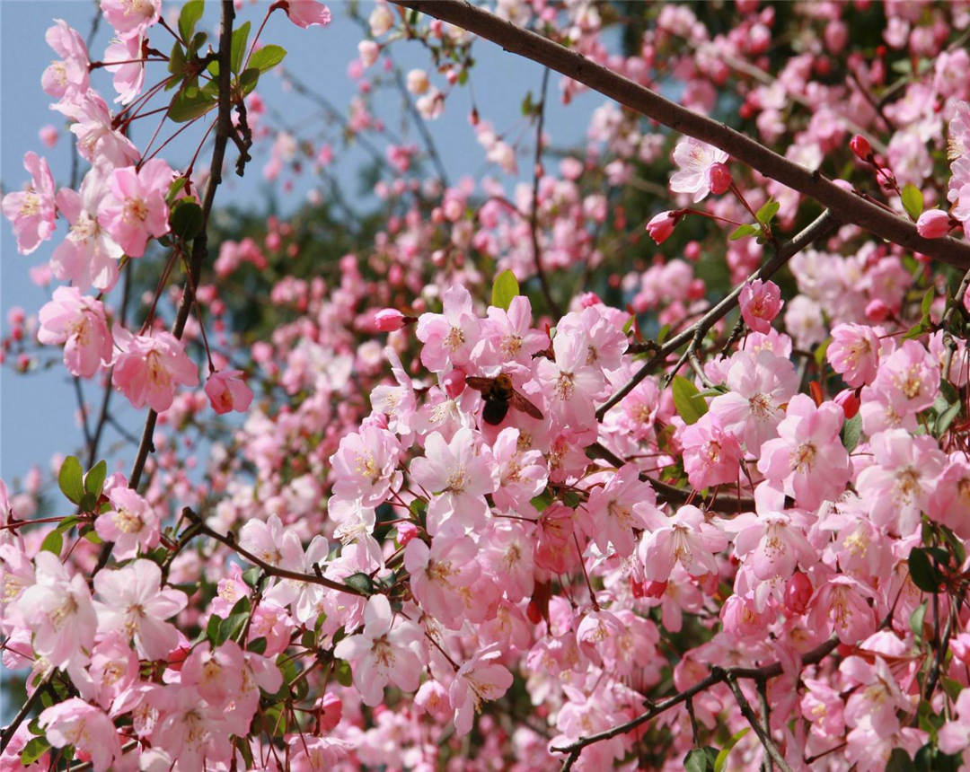 盆栽桃花养殖方法,桃花盆栽怎么养