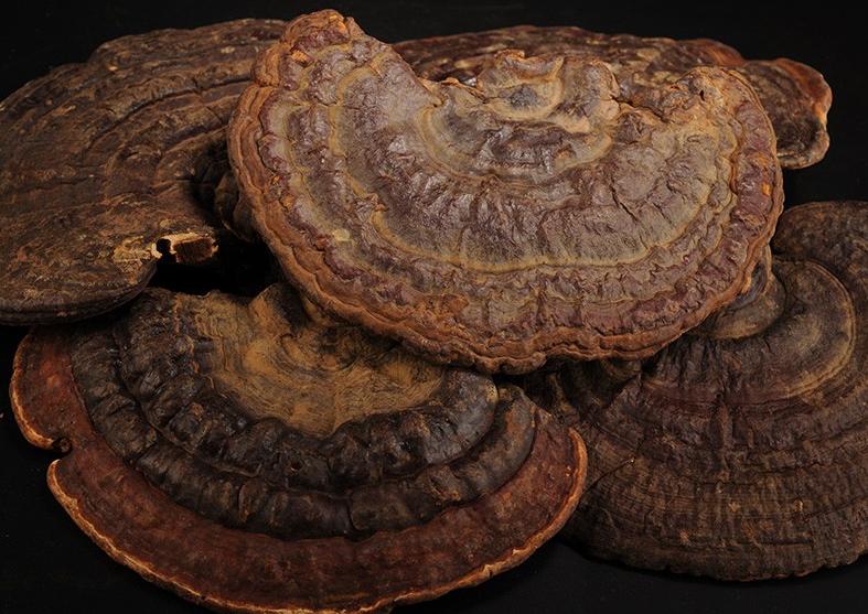 在线医疗成新风口,中国生态灵芝借风蓄力能否实现盈利倍数增长?