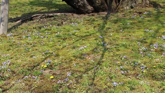 日本樱花现在还在开吗,日本樱花快要开放了吗