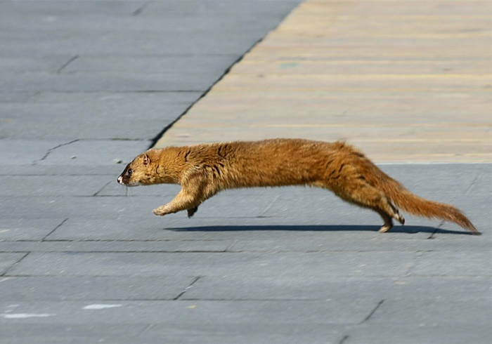 黄鼠狼为什么不怕公鸡,黄鼠狼给鸡拜年不安好心真实的吗