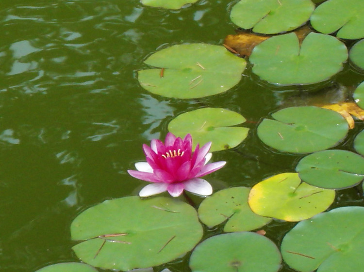 盆养睡莲的养殖方法,盆养睡莲