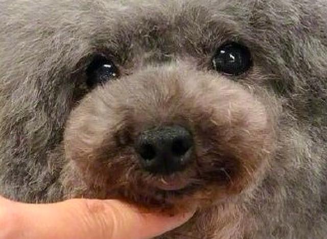 带狗子去宠物店做造型，结束后却懵了：想踢一脚是怎么回事？