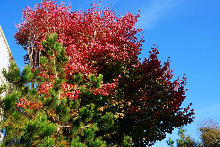 美国德州西部自由行,美国西海岸可以自由航行么