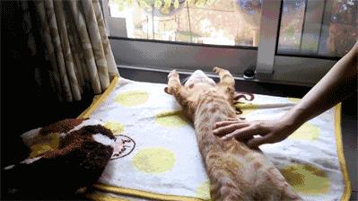 猫一天放了好几个臭屁,猫咪放的屁巨臭怎么回事