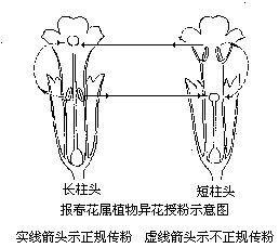 草甸报春花图片,高山草甸报春花图片