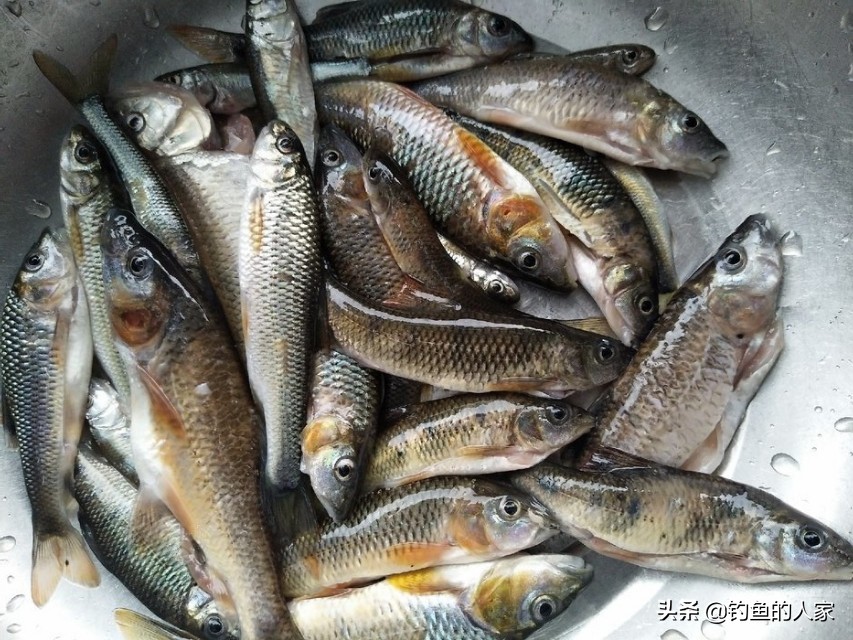 山溪钓小鱼视频,山间小溪钓溪石斑鱼视频