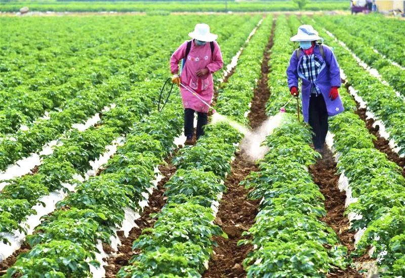 马铃薯枯萎病和青枯病区别,马铃薯枯黄萎病