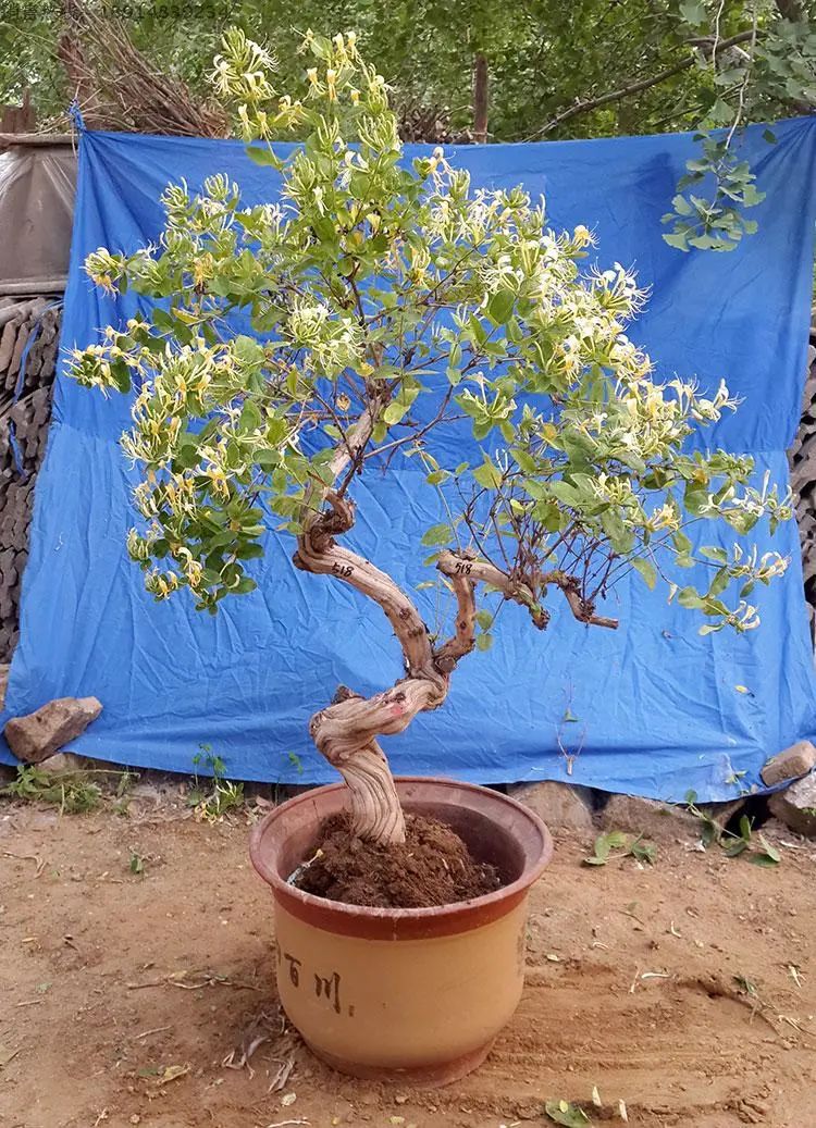 金银花如何养成盆景,金银花的造型盆景