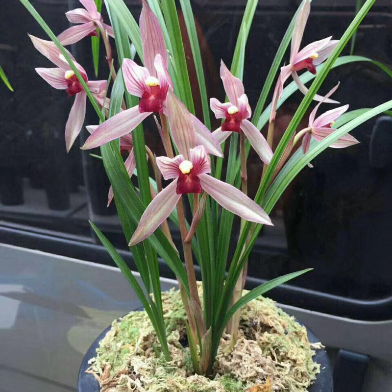 84消毒液可以给兰花消毒吗,兰花被淋了热水怎么救