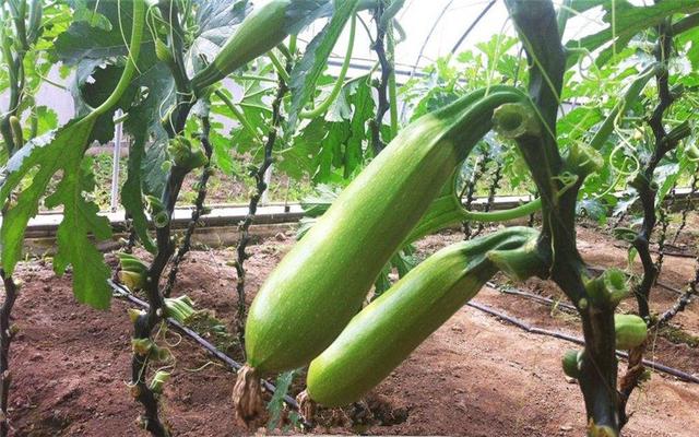 西葫芦怎么种植产量高,西葫芦安全优质高效栽培技术