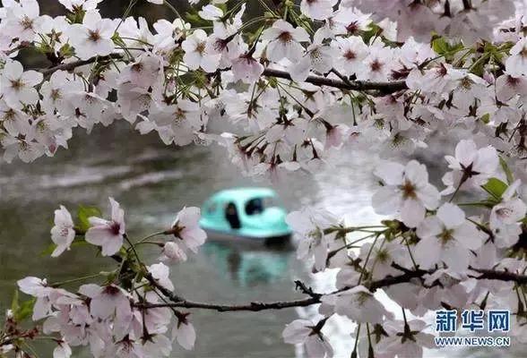 天津除了桃花堤哪里还有桃花,天津看桃花的北运河桃花堤