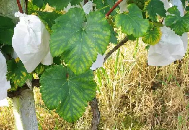 葡萄生理性枯叶怎么处理,葡萄落叶病害治疗