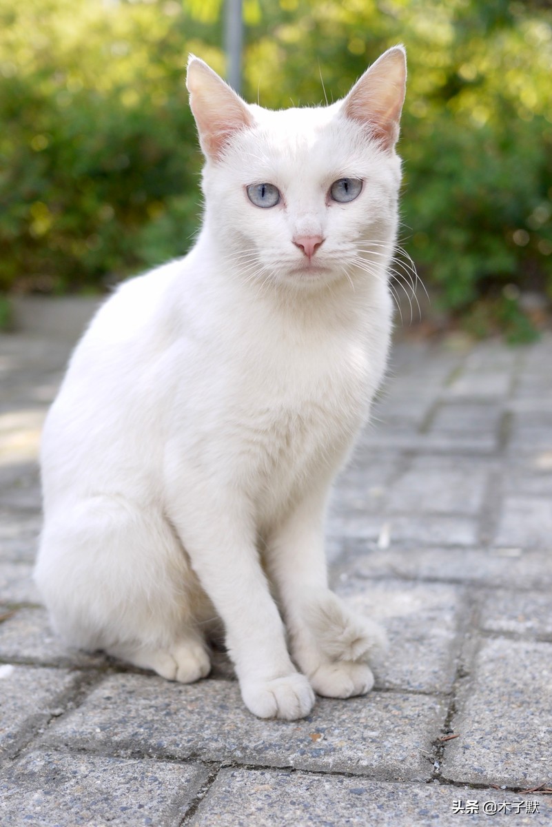 隔离的日子如同宅家,被隔离的日子真难熬吗