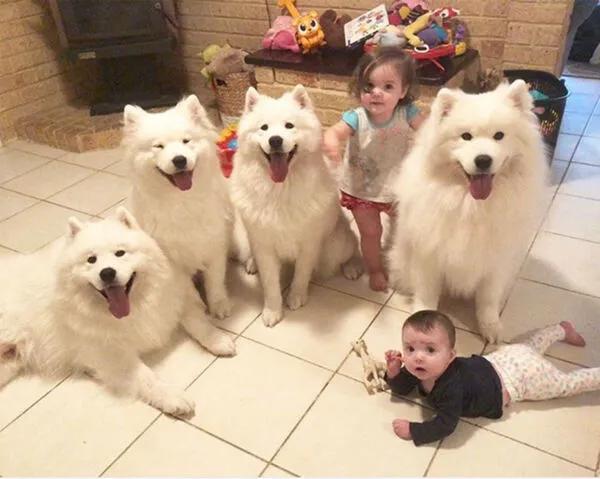 可怜的狗狗们,忠诚的狗狗们