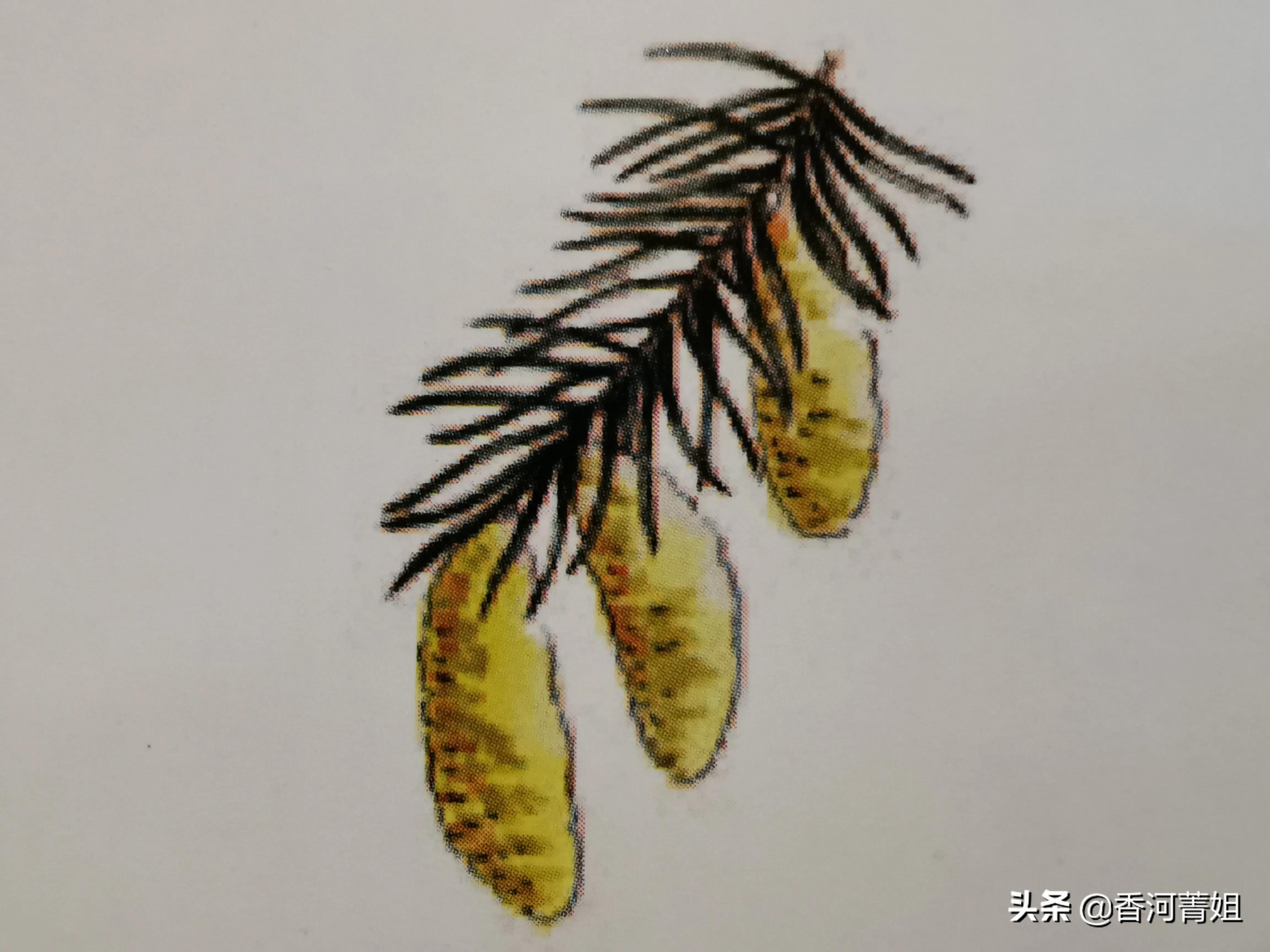 西提卡云杉熊爪,西提卡云杉吉他木材