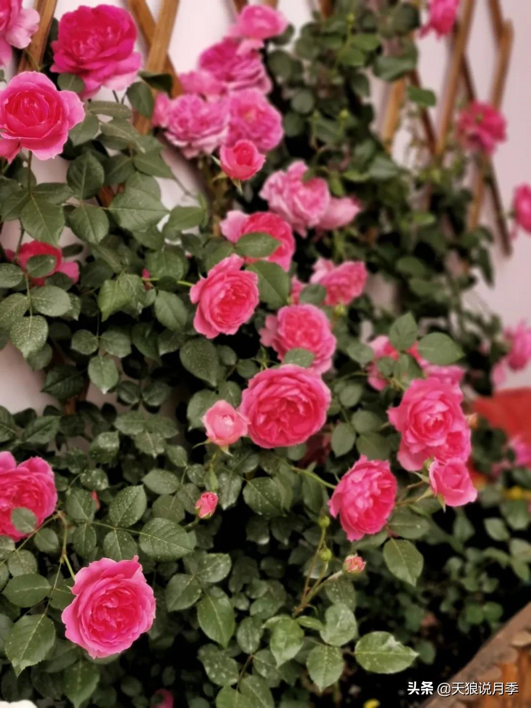 月季春季第一波花要不要剪,月季春季第一波花开后嫁接