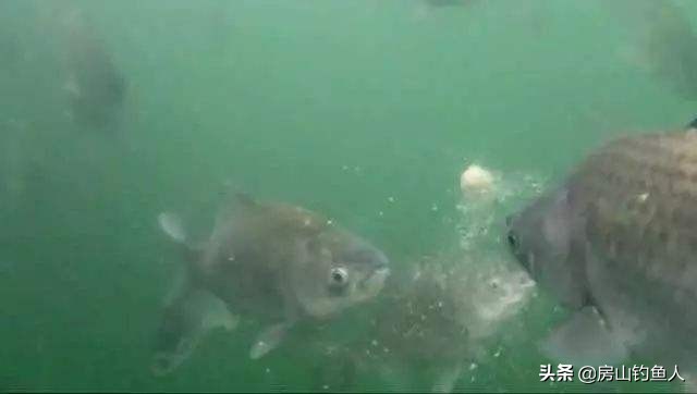 孔雀羽毛浮漂做法,孔雀羽浮漂都是真的吗