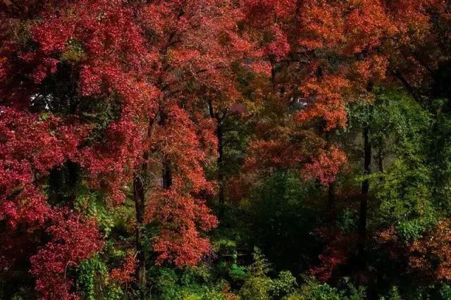 娓呰繙杩炲窞绾㈡灚,杩炲窞楂樺北绾㈡灚