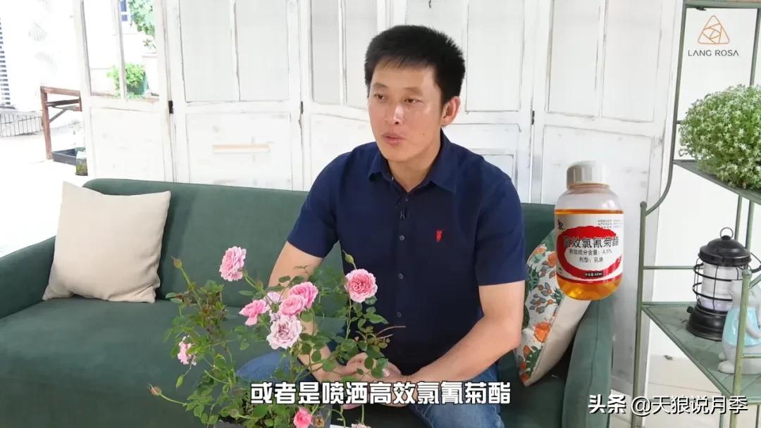 红蜘蛛的防治花草,如何预防红蜘蛛和黑斑病