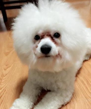 比熊犬总有泪痕怎么办,比熊犬最近眼屎多是怎么回事