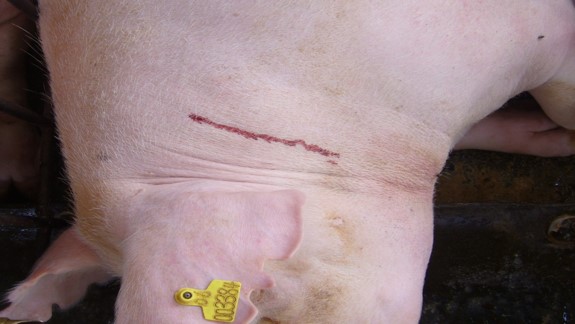 猪场免疫程序及流程图表,猪场正规免疫程序图