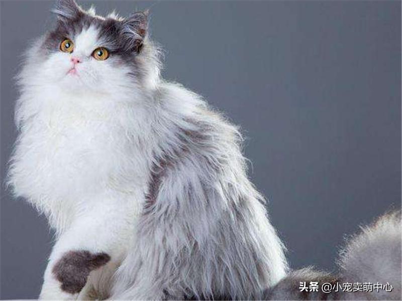 国外女性给自己的猫毛做造型,波斯猫手提包